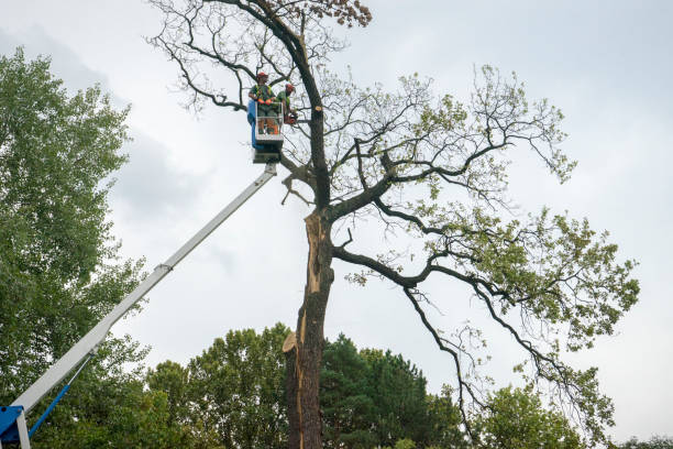 Best Dead Tree Removal  in Dent, OH